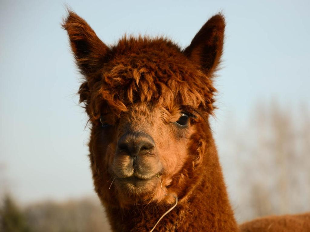 Een bruine lama kijkt naar de camera. bij Alpakahof Gaias Garten in Kriebstein