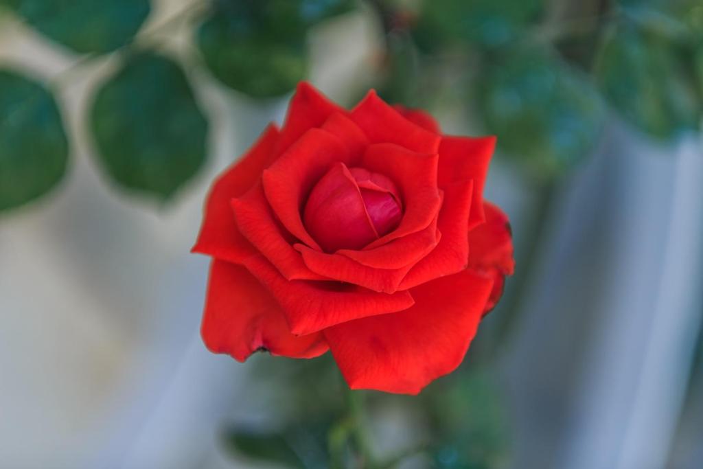 a red rose in front of some green leaves at Apartman Prošperino in Vis