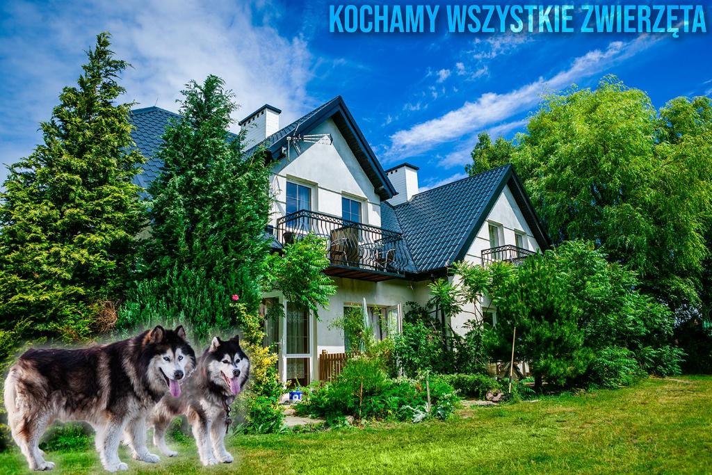 two dogs standing in front of a house at PSZCZÓŁKA in Białogóra