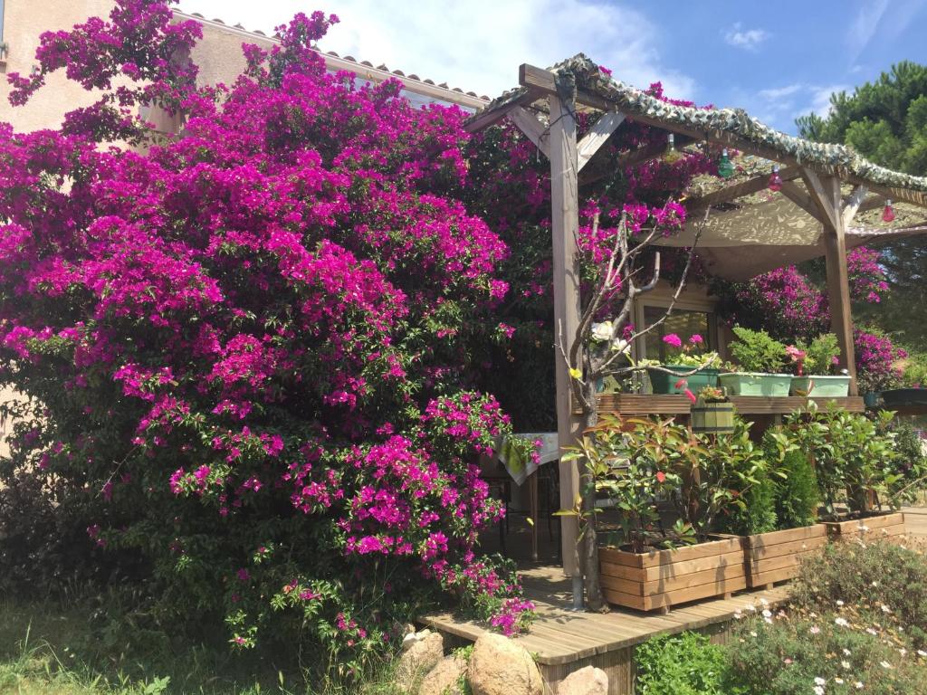 un jardín con flores rosas y pérgola en B&B Macchia Verdata avec piscine en Monacia-dʼAullène