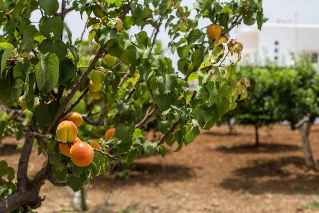 a bunch of oranges hanging from trees in an orchard at Villa Dimitra Gennadi in Gennadi
