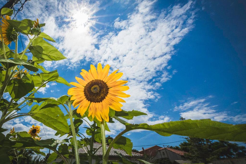 Fotografia z galérie ubytovania Apartman Jasmina v destinácii Banjol