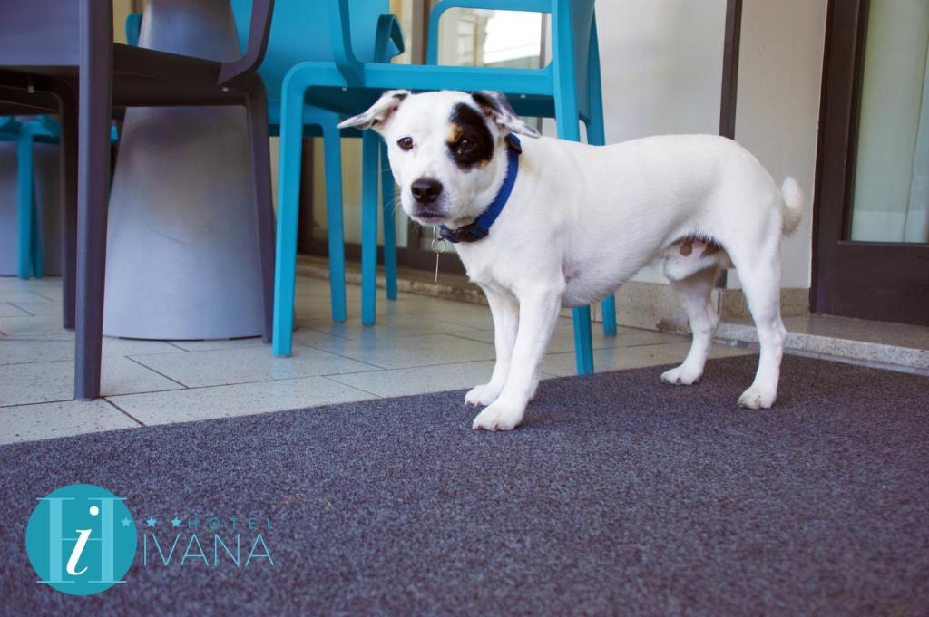 Domácí mazlíčci ubytovaní s hosty v ubytování Hotel Ivana