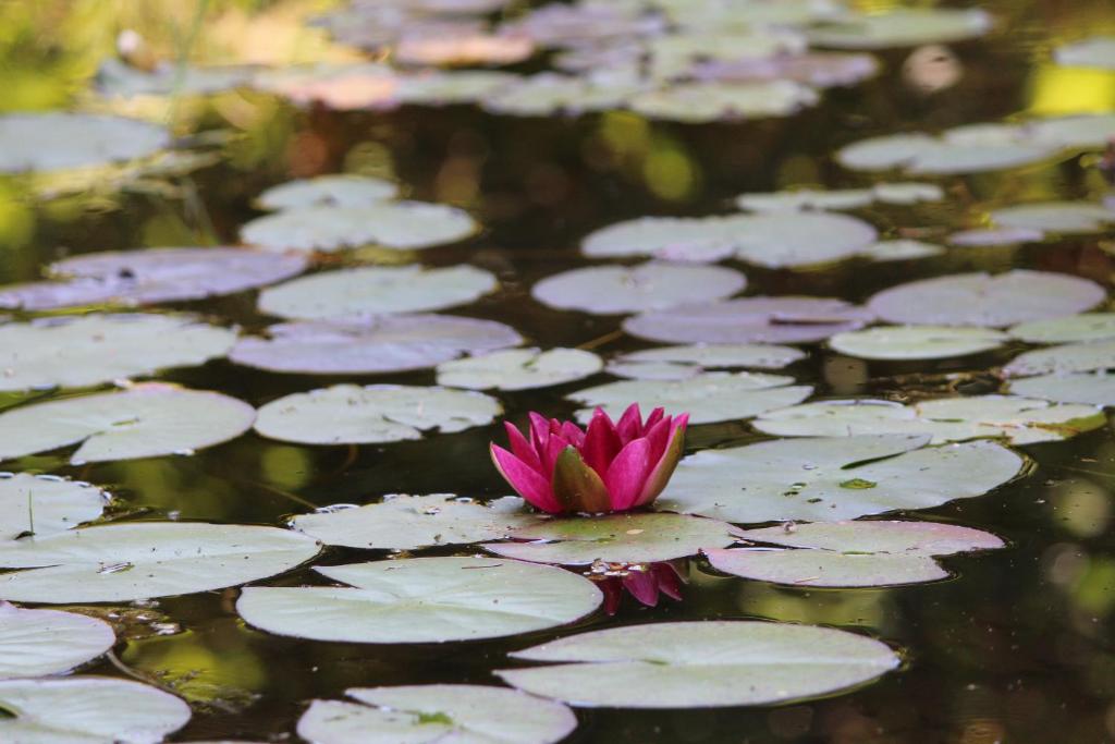 Zahrada ubytování Eco-Resort Parco Botanico Fiorlago