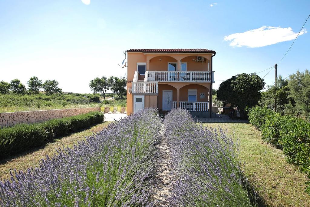 a house in the middle of a field of lavender at Apartment Sapavac in Vir