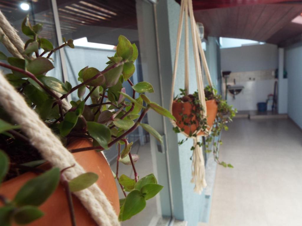 Une bande de plantes en pot suspendues à un mur dans l'établissement Pouso Gloria, à São João Batista do Glória
