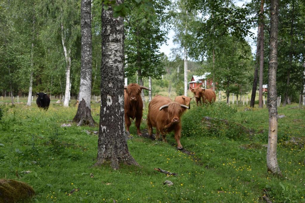 Fotografie z fotogalerie ubytování Stuga på landet v destinaci Gunnarskog