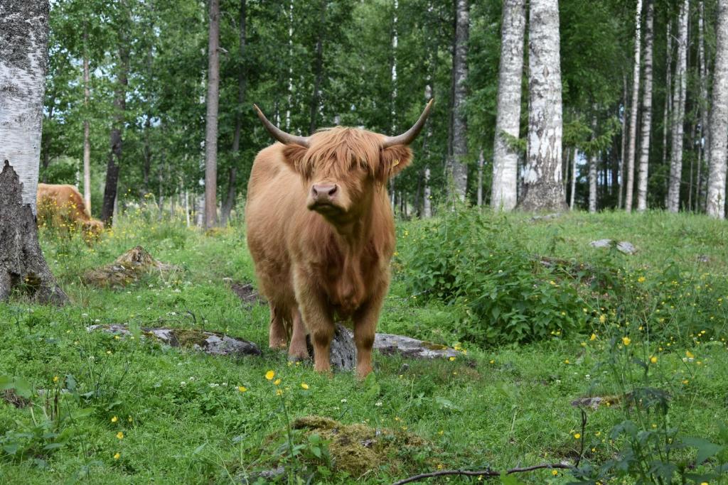 Fotografie z fotogalerie ubytování Stuga på landet v destinaci Gunnarskog