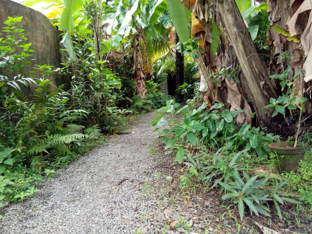 Zahrada ubytování Coconut Grove