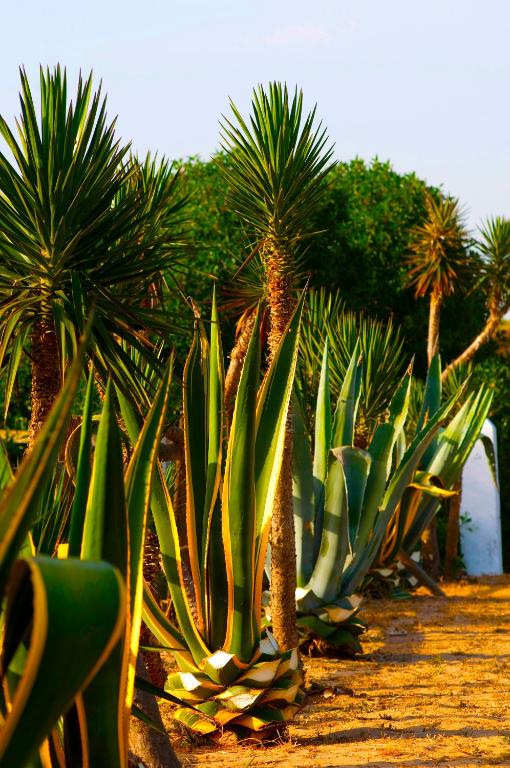 A garden outside Casara Seis o Casara Siete - Tu casa a 100m de la playa de Zahora