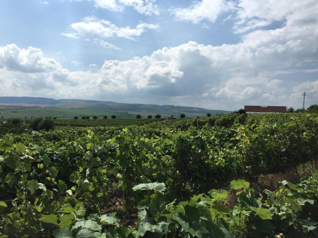 a field of crops with a barn in the background at Wineyards Salin in Turda