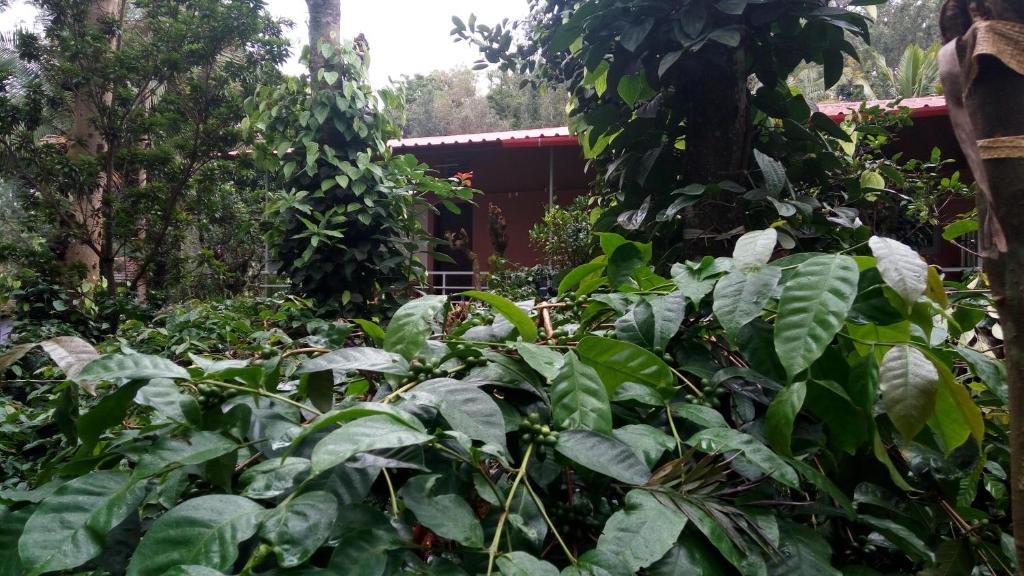 Vrt pred nastanitvijo StaySimple Spicefarm