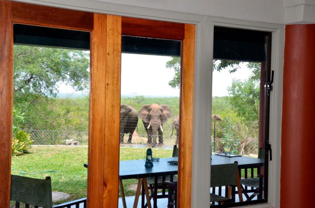 an elephant is seen through the windows of a house at Tingala Lodge - Bed in the Bush in Phalaborwa