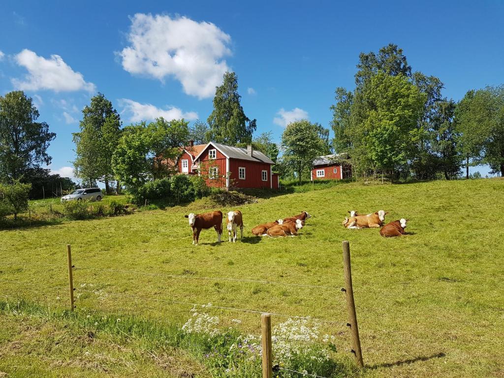 um grupo de vacas instaladas num campo em Lunden em Släthult