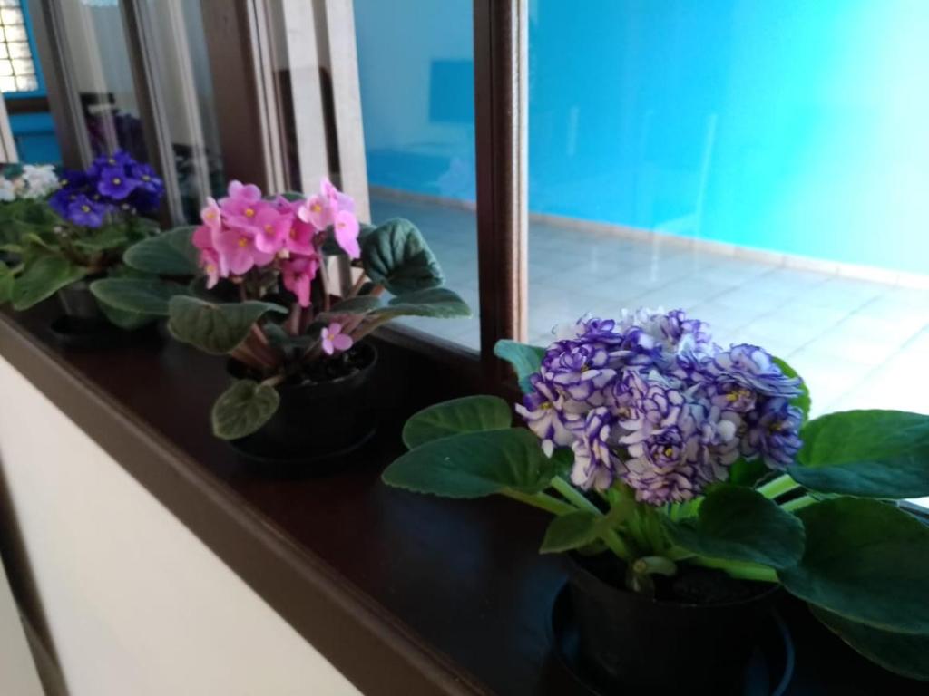  Hostel Villa Pomerânia