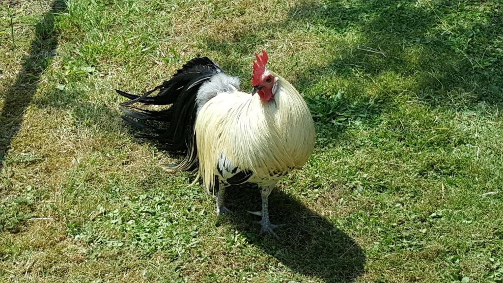 Zvířata v prázdninového domu nebo okolí