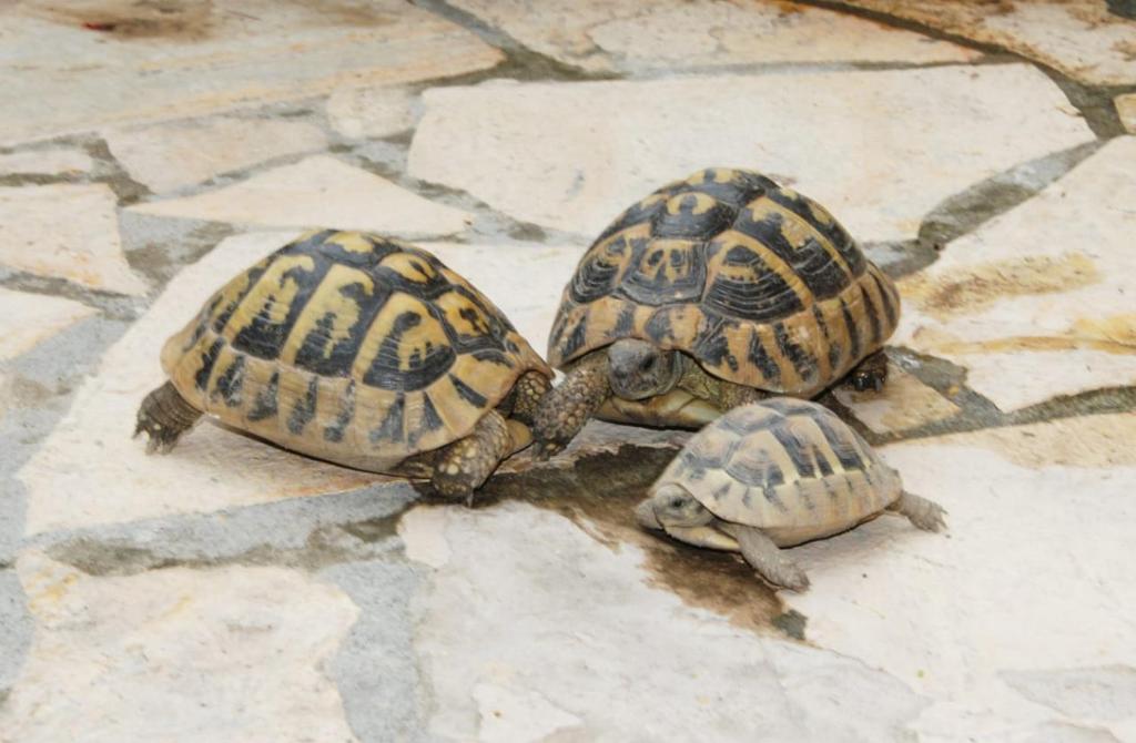 Grupa trzech żółwi na kamiennej podłodze w obiekcie Apartment Geart w mieście Berat