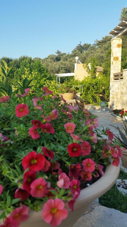 Zahrada ubytování Aloe Villa