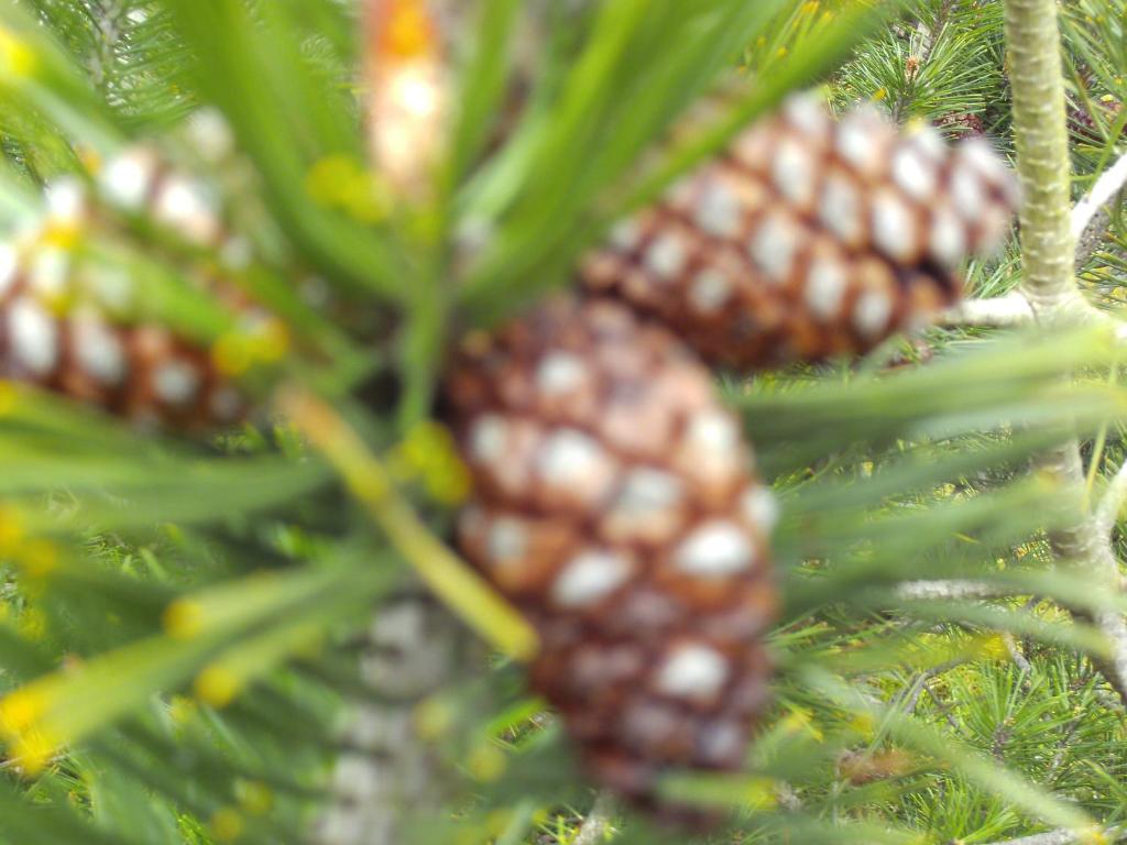 Fotografie z fotogalerie ubytování Camping Pomme de Pin v destinaci Stella-Plage