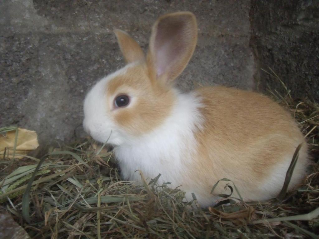 un conejo blanco y marrón sentado en un nido en Casa Bianca en Lajes das Flores