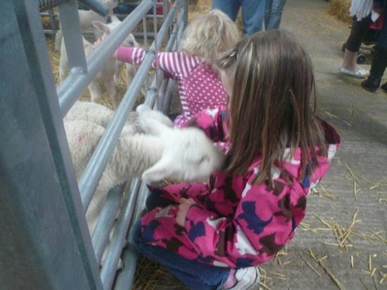 OakworthにあるSwallow Cottageの小娘が小羊を檻の中でふるいあっている