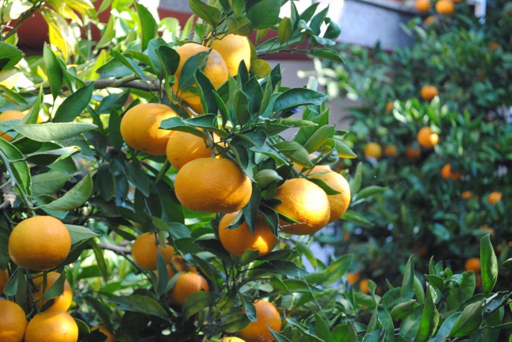 Ein Haufen Orangen hängt an einem Baum in der Unterkunft Apartments Samec in Izola