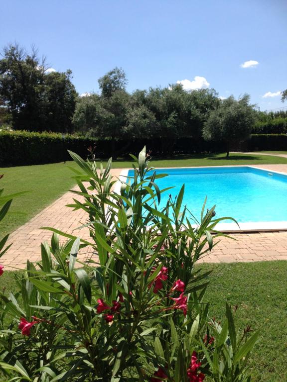 a bush with flowers in front of a swimming pool at Il Giardino in Quercianella