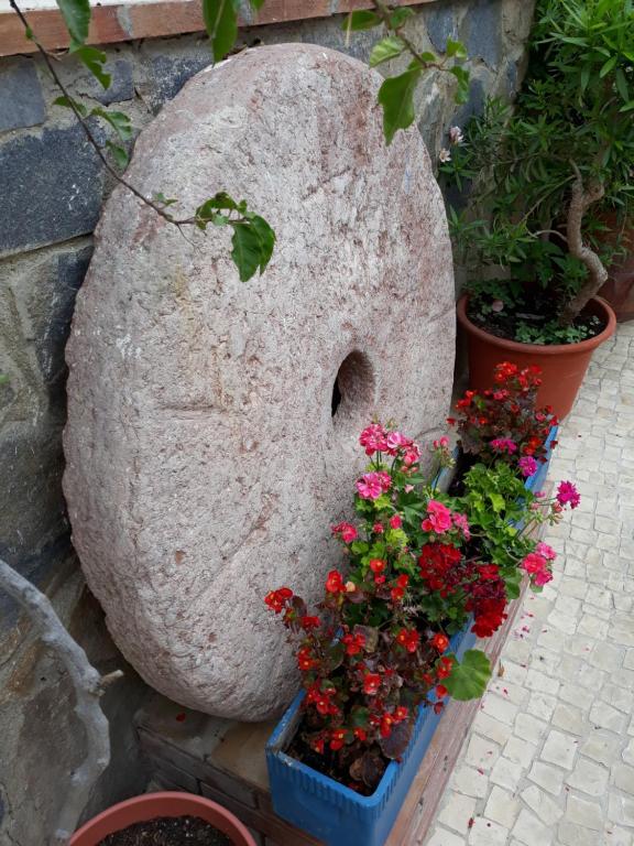 Vonkajšia záhrada v ubytovaní Micaela Charming Hostal