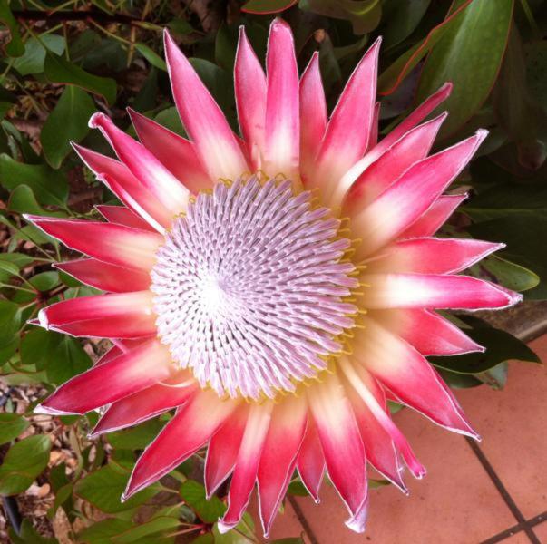 Protea Cottage - Image 15