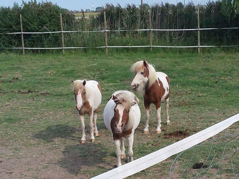 Zvířata v venkovského domu nebo okolí