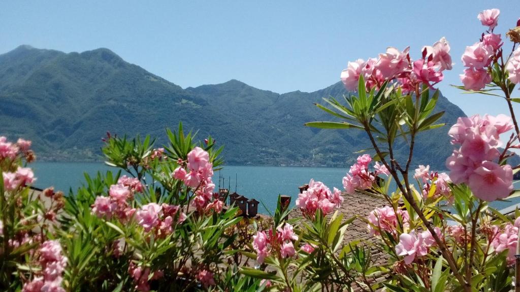 um ramo de flores cor-de-rosa em frente a um lago em Casa Vacanze da Graziella em Lovere