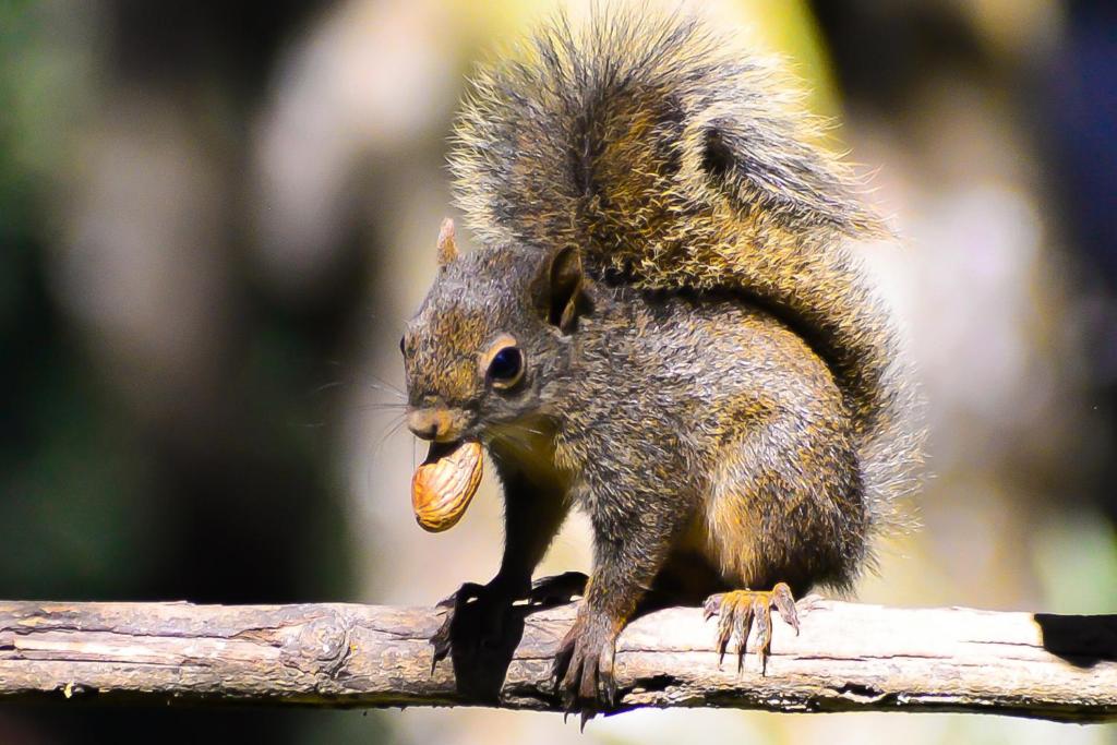 Zvířata v penzionu – hostince nebo okolí