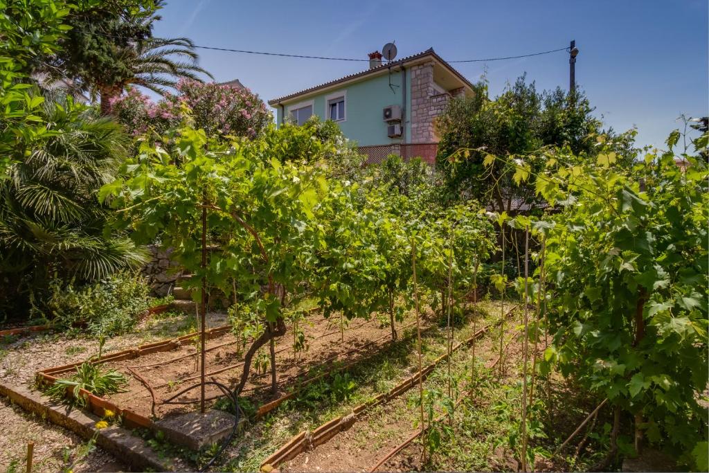 Vonkajšia záhrada v ubytovaní Holiday Home Lina Cipollina