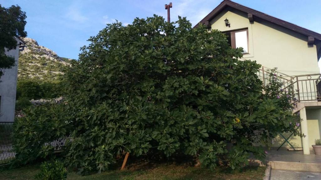 Zahrada ubytování Apartman Dolac