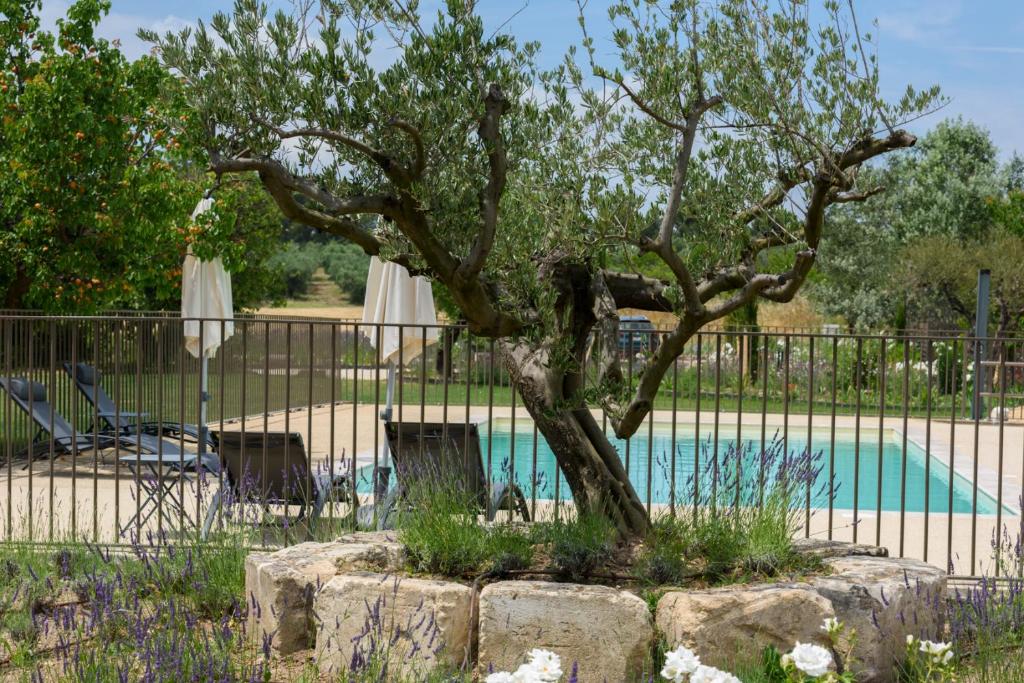 un arbre dans un jardin à côté d'une piscine dans l'établissement Domaine du Mas Foucray, aux Baux-de-Provence