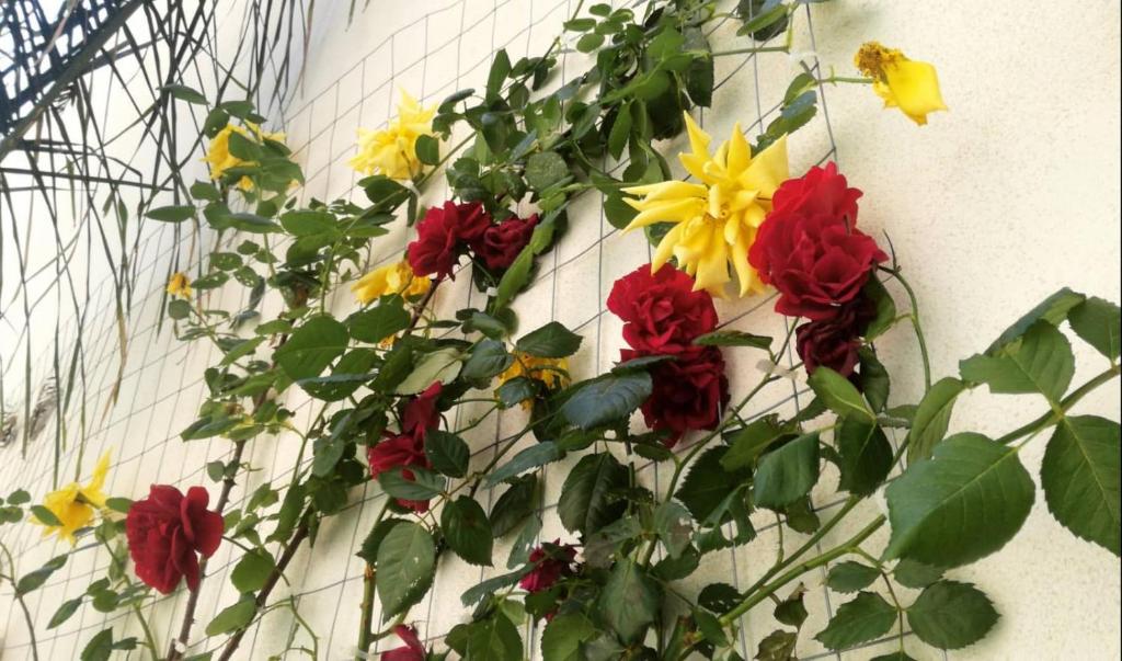 8room Hotel - Resim 8