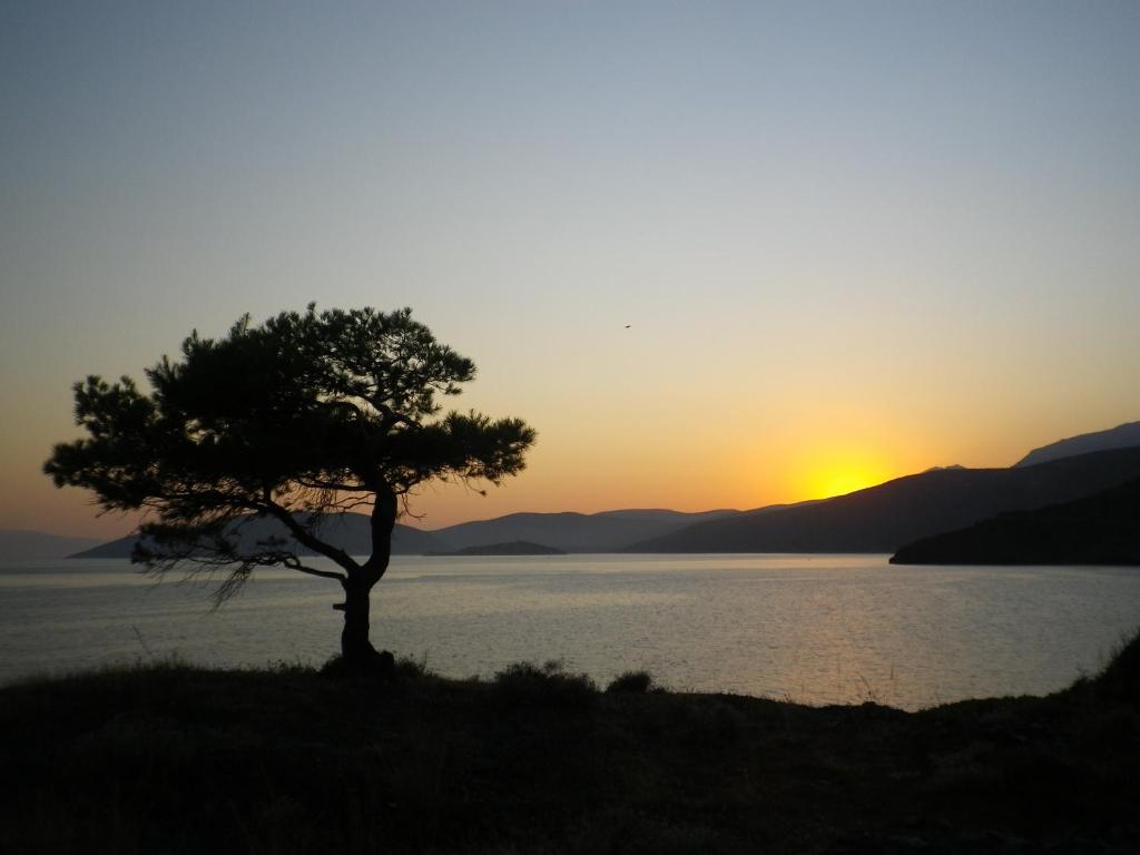 un árbol frente a un lago al atardecer en Villla Giallo en Alikí