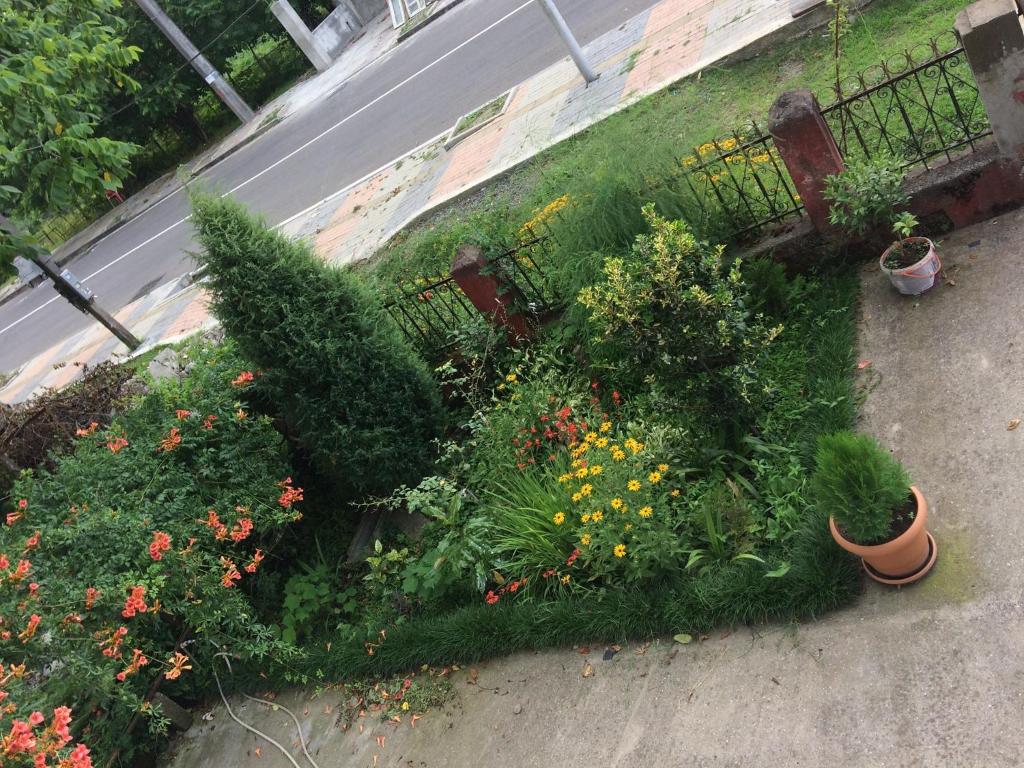 Zahrada ubytování Natia Guest House