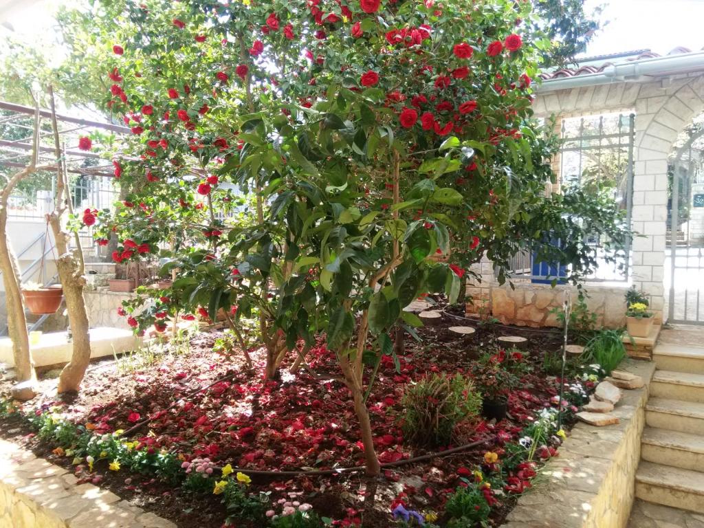 a garden with red roses in a flower bed at Apartments villa MaVeRo in Banjole