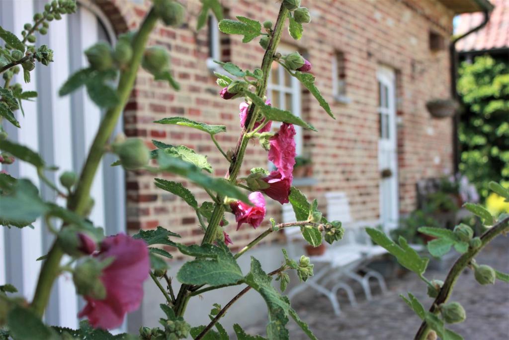 Sint-Lievens-HoutemにあるDe Volle Maanのレンガ造りの建物前のピンクの花の植物