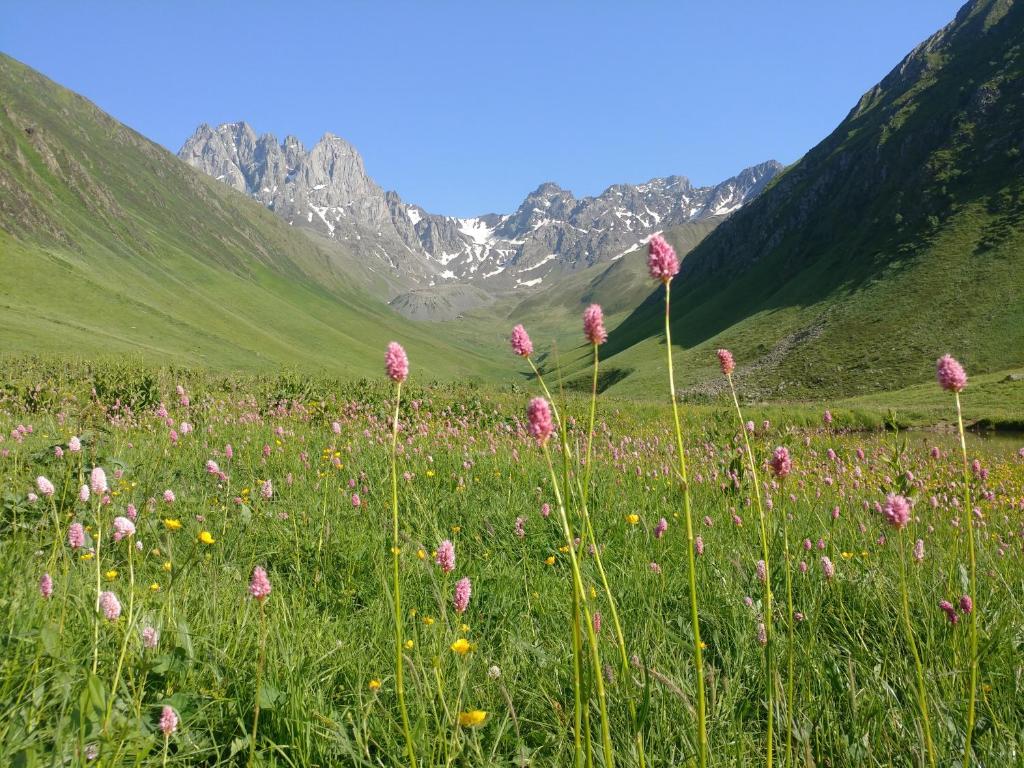 a field of pink flowers in a field with mountains at Lali`s Guest House in Juta in Jut'a