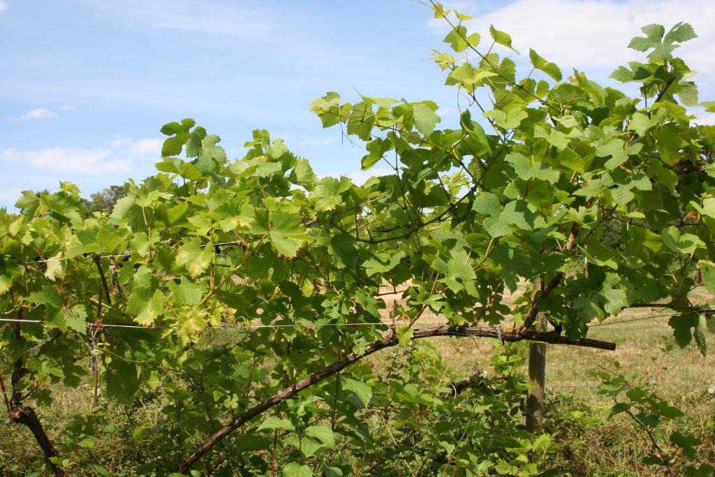 Fotografie z fotogalerie ubytování Chalet aux pied des vignes v destinaci Montigny