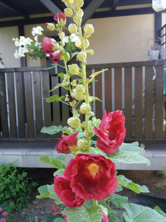 Lawendowe Siedlisko - 19