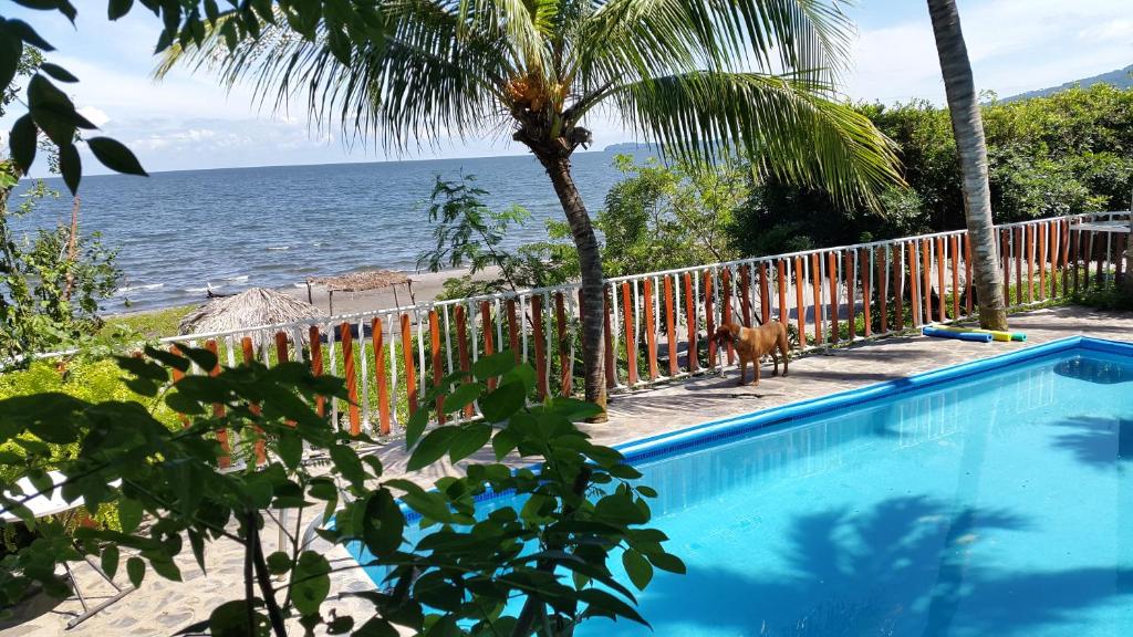 un perro parado junto a una piscina junto al océano en Hotel Villa Paraiso, en Santo Domingo