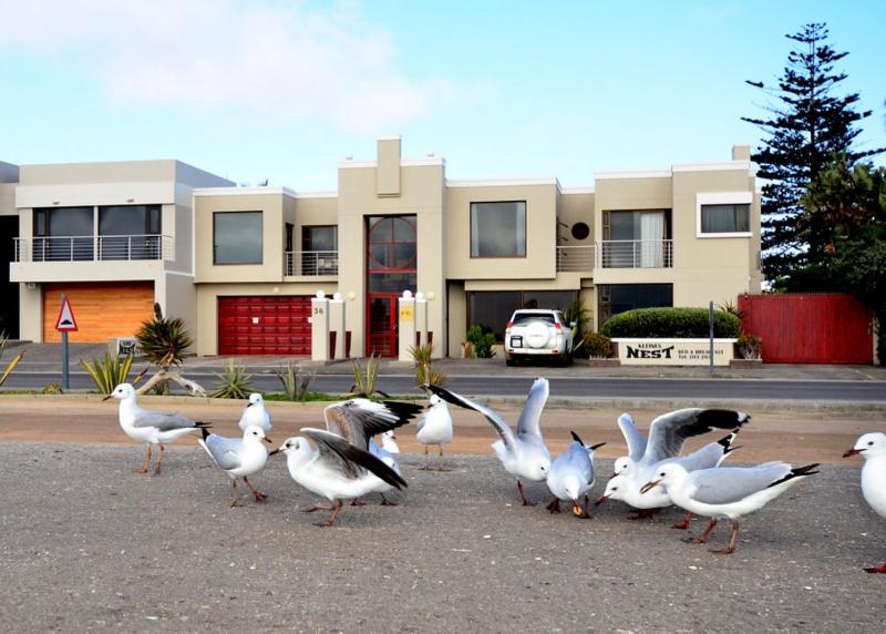 a flock of seagulls walking in front of a building at Kleines Nest Bed and Breakfast in Walvis Bay