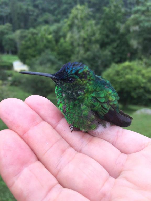  Pousada Kolibri