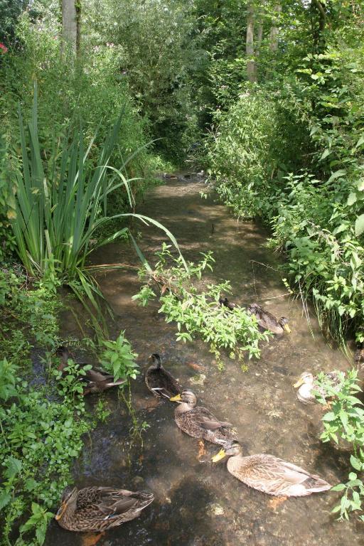 a group of snakes swimming in a stream at La Maison de l'Omignon in Vermand