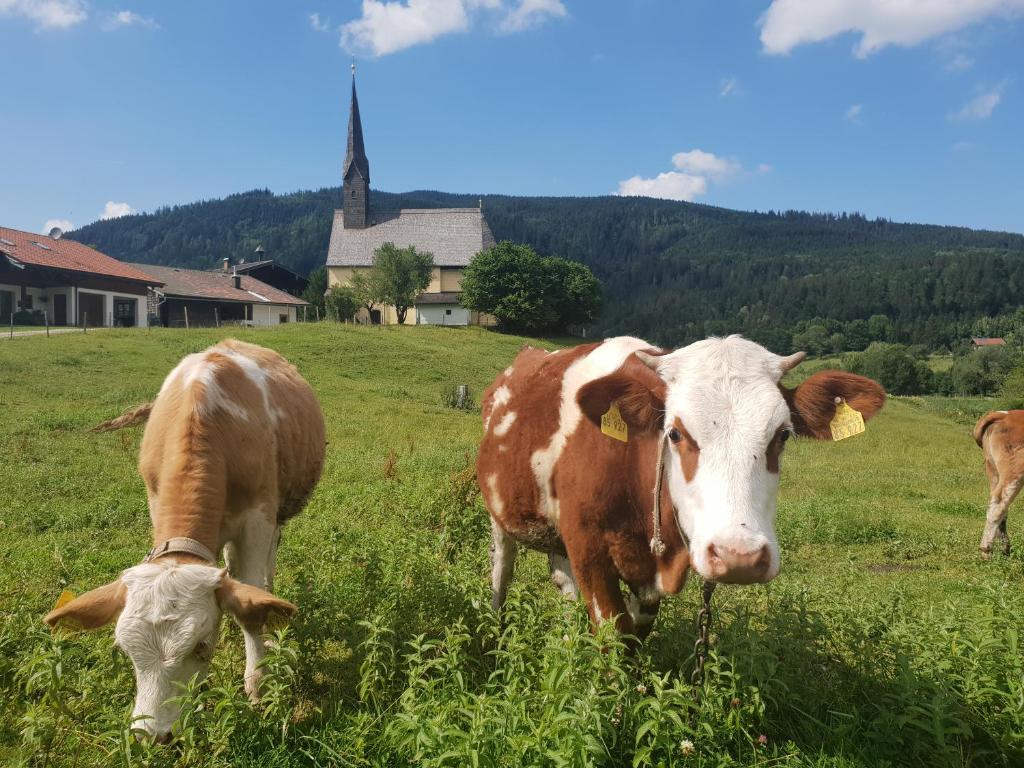 Zvířata v hotelu nebo okolí