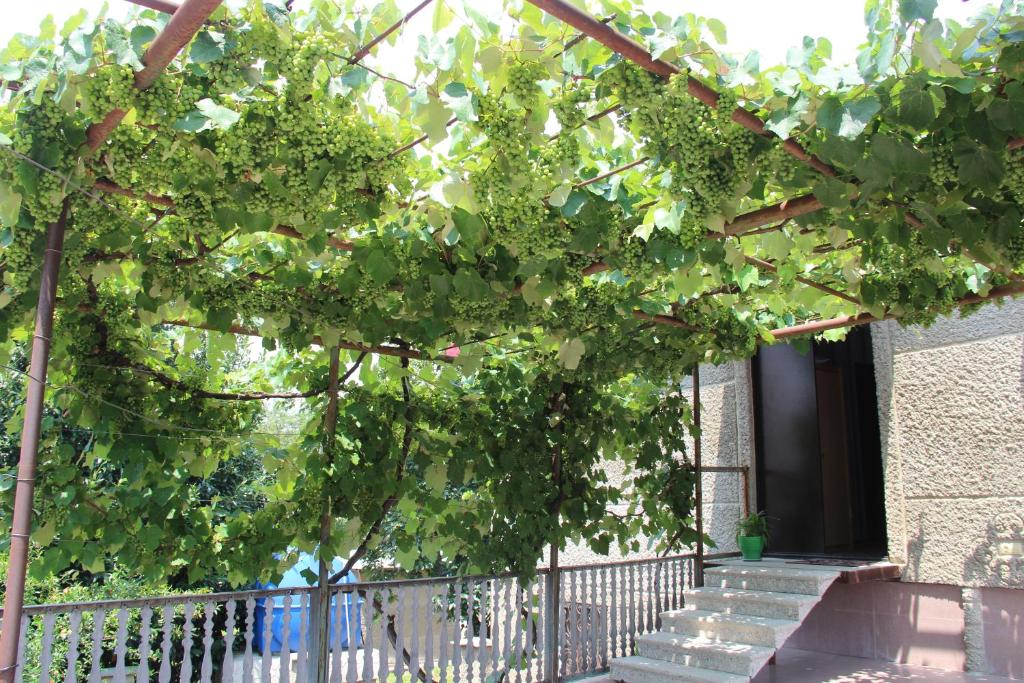 Zahrada ubytování Hotel Oniks