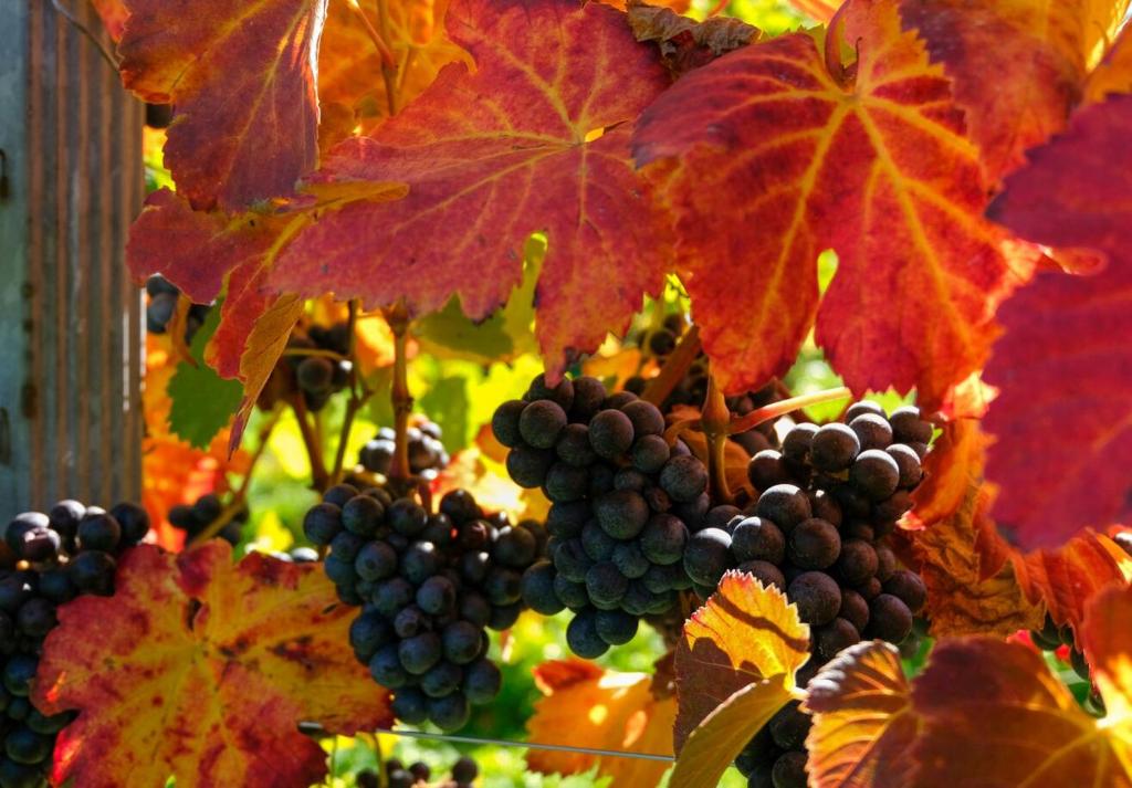 Vonkajšia záhrada v ubytovaní Weinhof Klug-Krainer